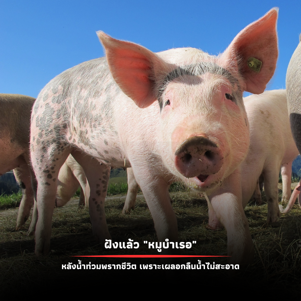 ฝังแล้ว ‘หมูบำเรอ’ หลังเผลอกลืนน้ำไม่สะอาดจากเหตุน้ำท่วมพรากชีวิต